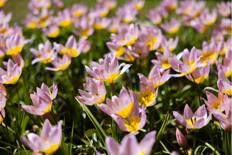Botanisk Tulipan 'Saxatilis' / 'Lilac Wonder'